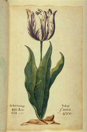 Tulipe "Vice-Roi"